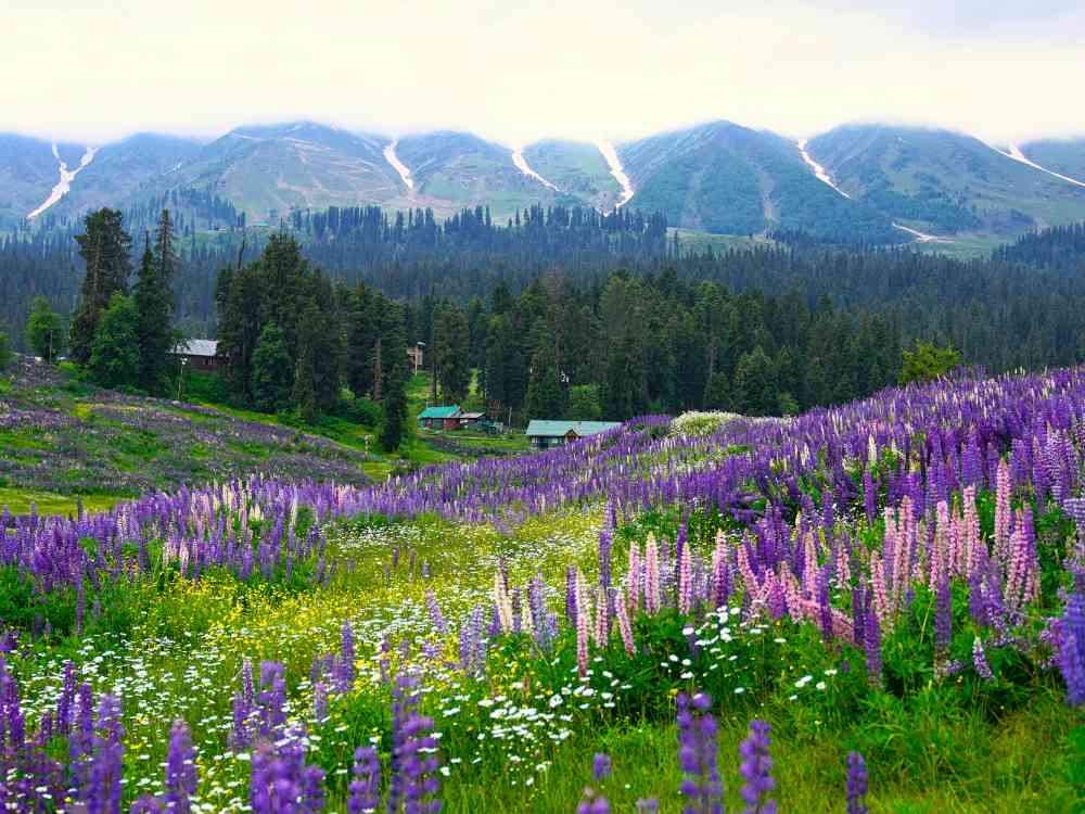 Kashmir