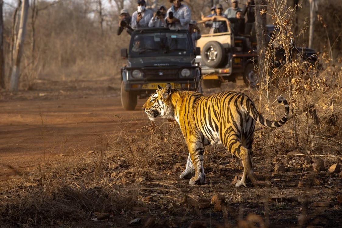 National Park Safaris
